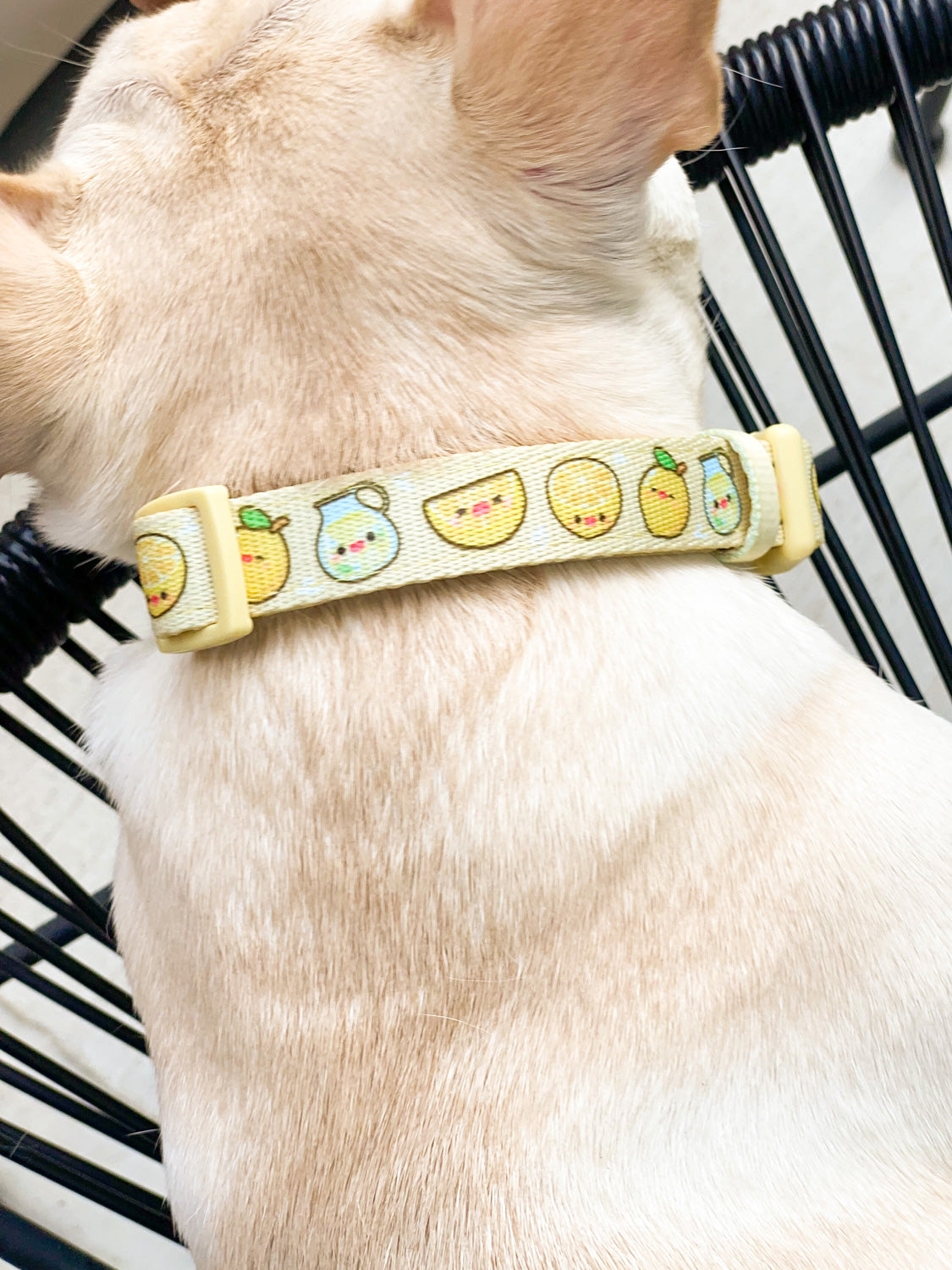 Dog care dog clearance collar