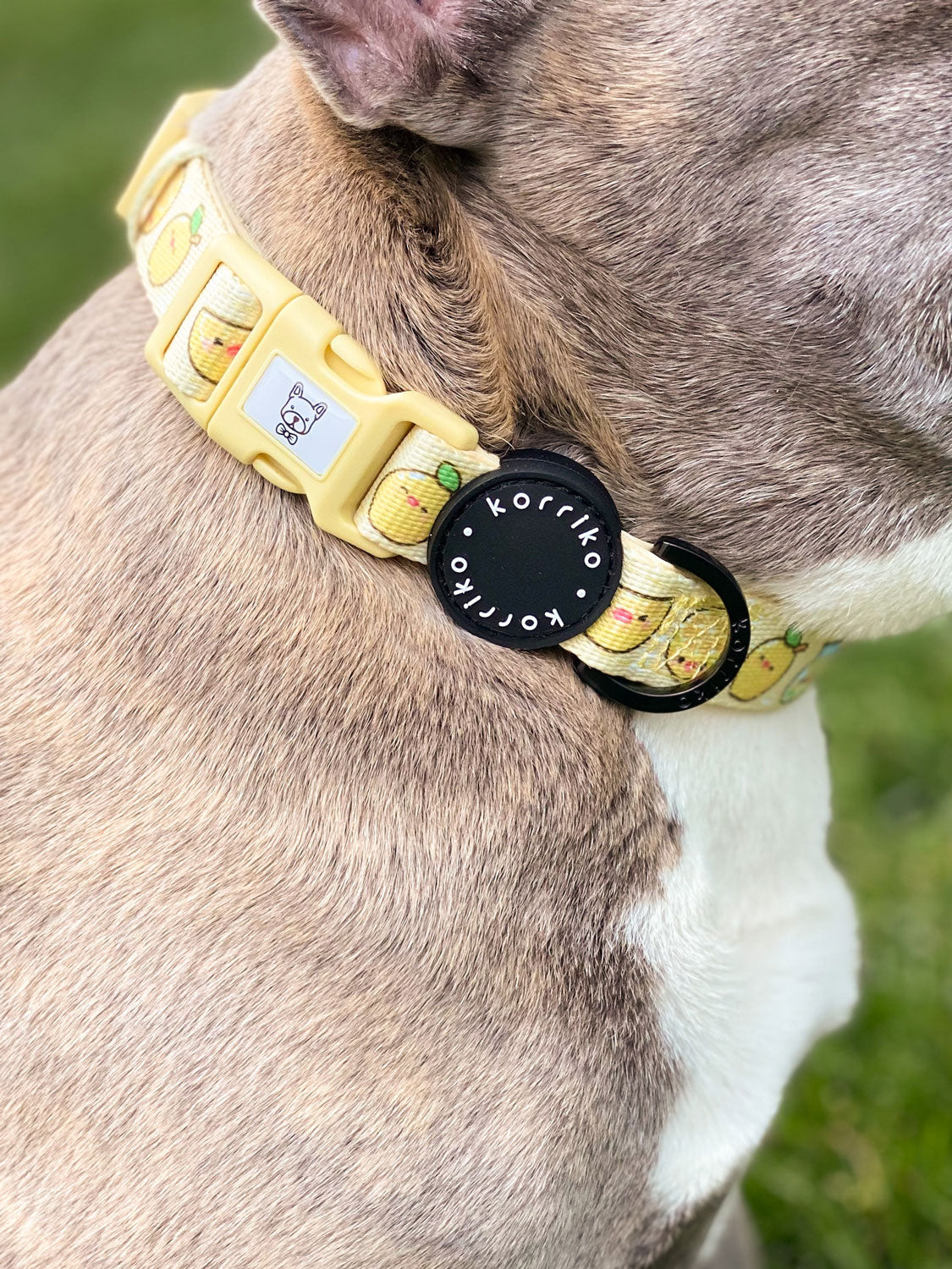 Dog Collar Lemonade Korriko Pet Supply