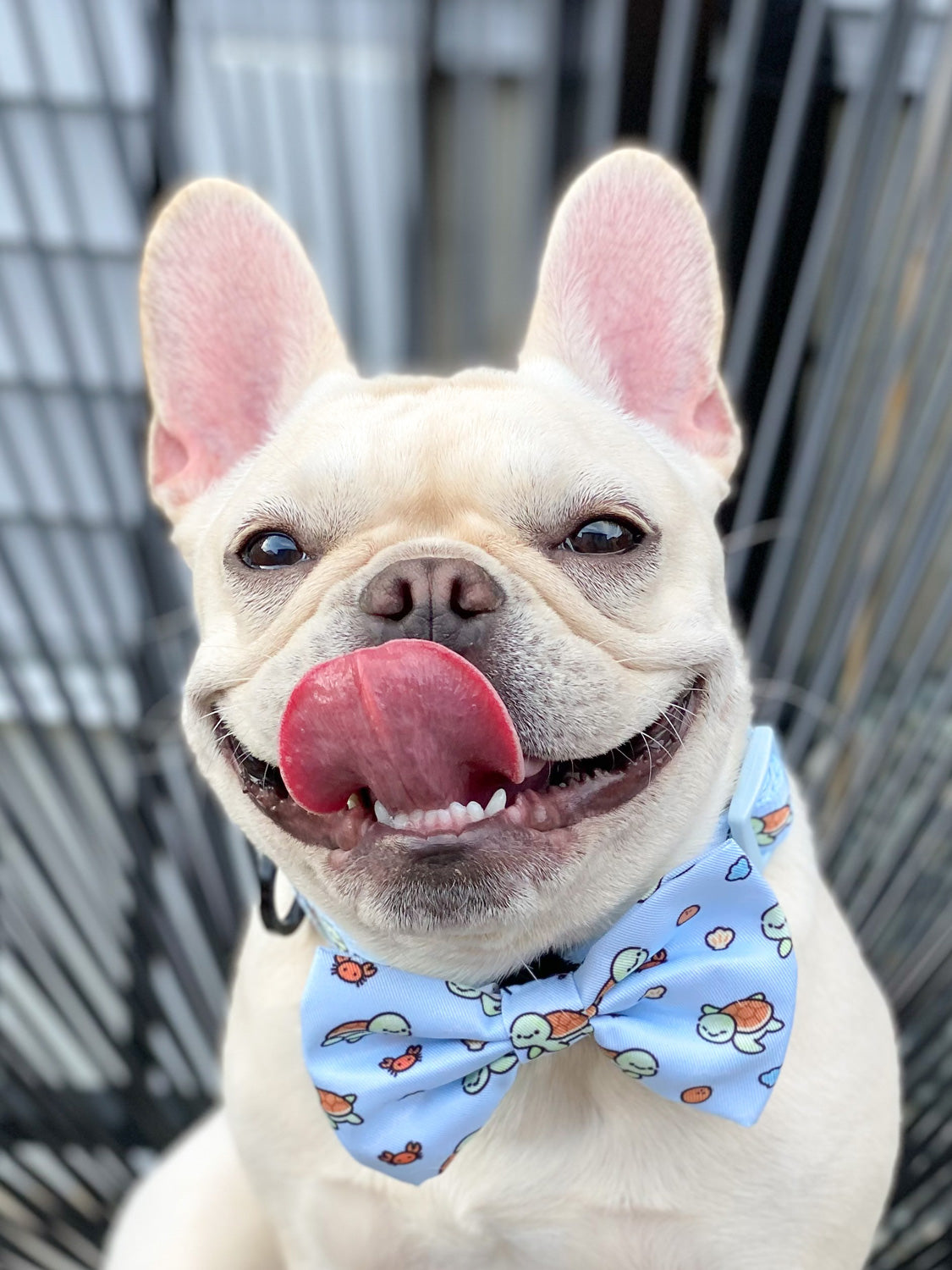 Dog Bow Tie Under The Sea