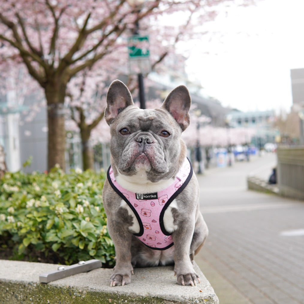 Adjustable Dog Harness - Piggin' Out