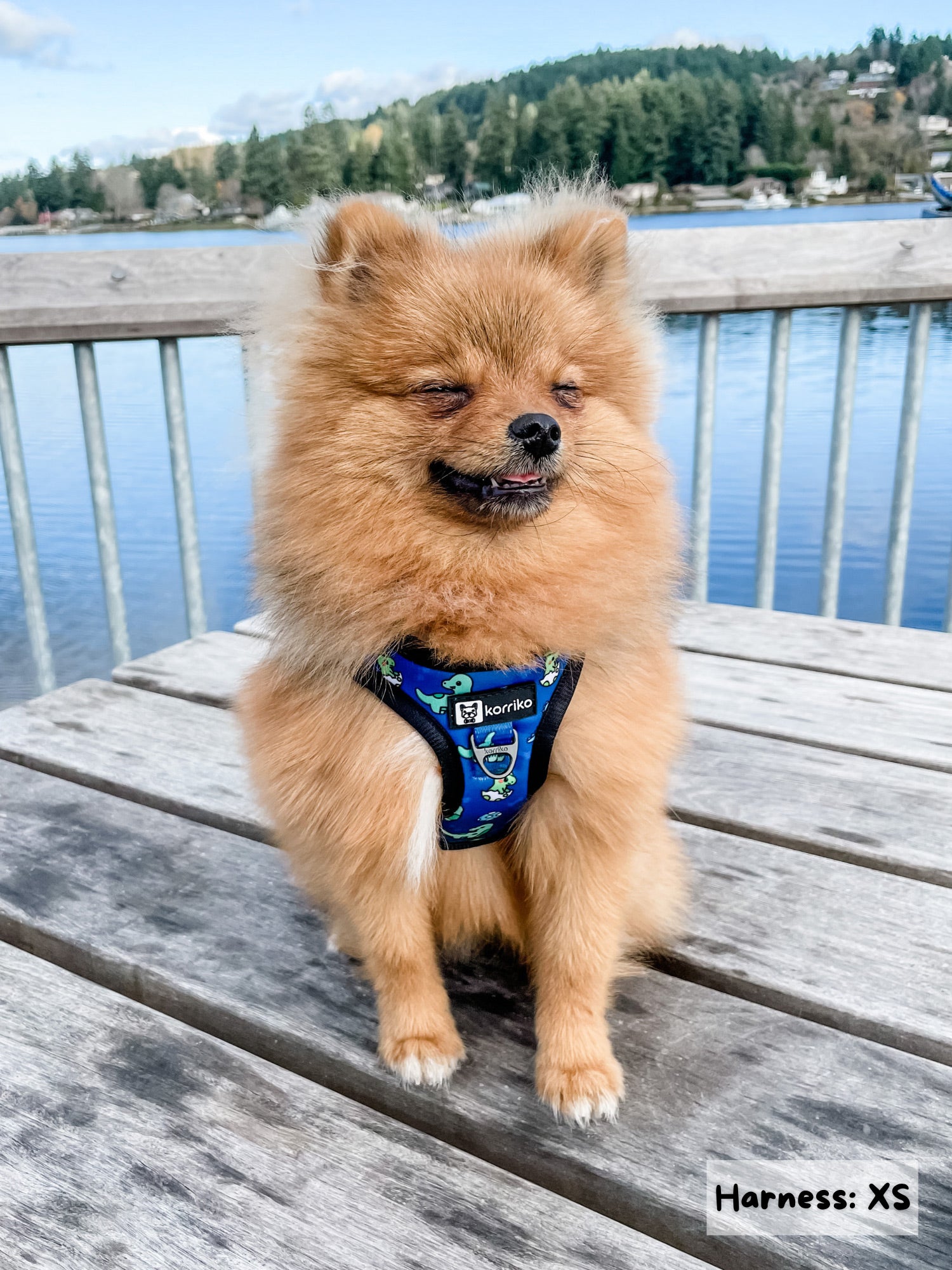 Dog harness for pomeranian best sale