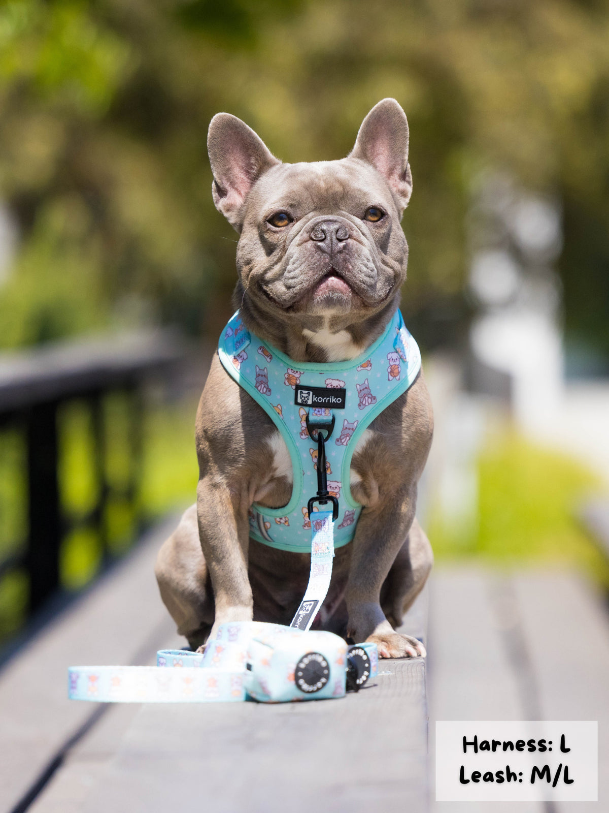 Cool dog shop harness and leash