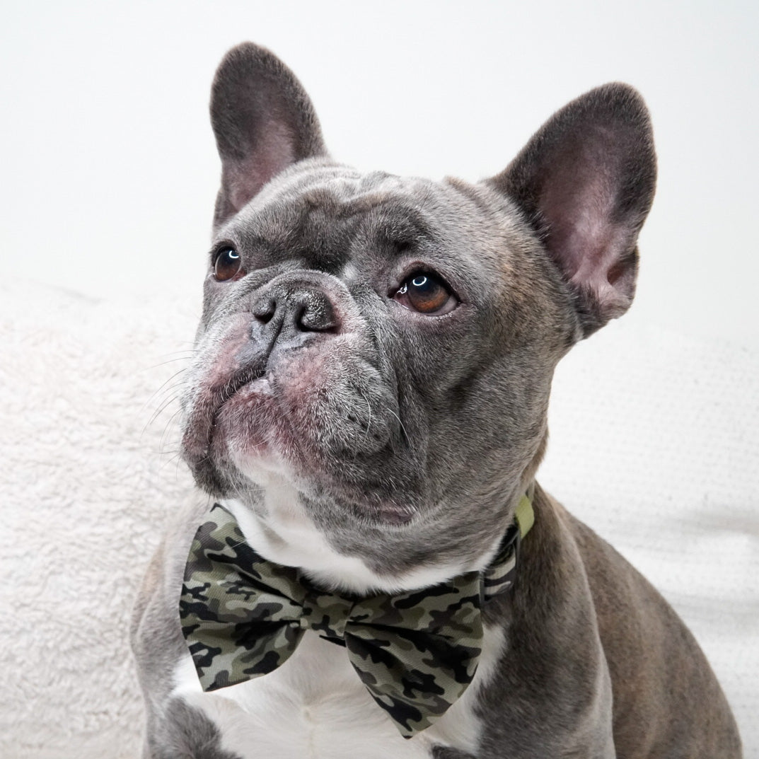 Bulldog with bow tie sale