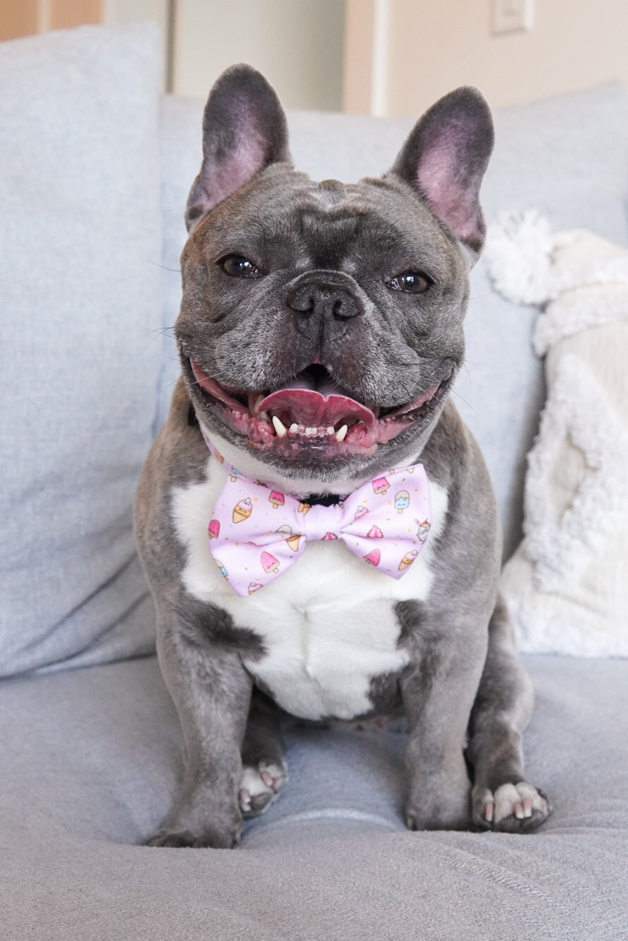 Dog Bow Tie Ice Cream Final Sale Korriko Pet Supply