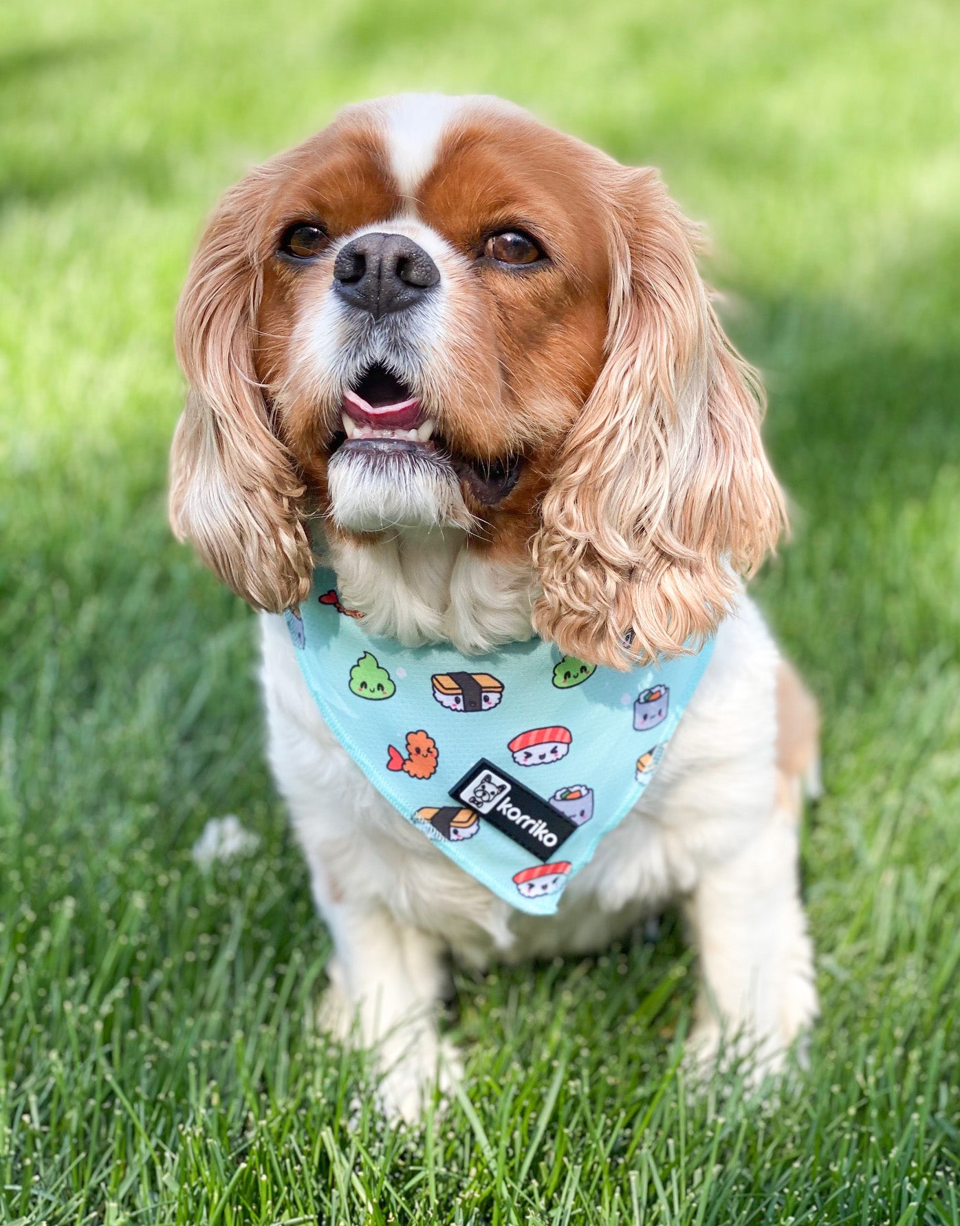 Cooling Dog Bandana - Sushi