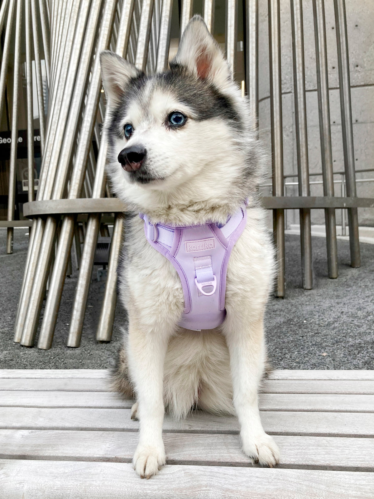 Exploration Lite No Pull Dog Harness Lilac