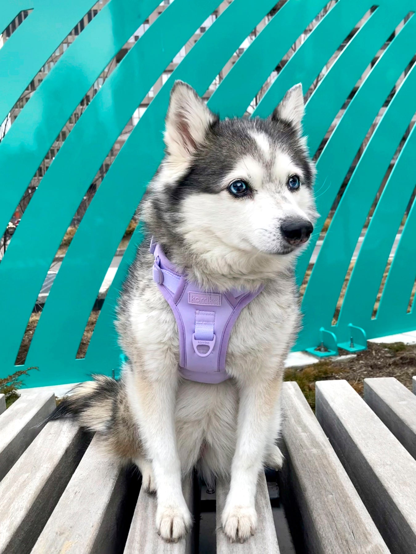 Holuck dog harness best sale