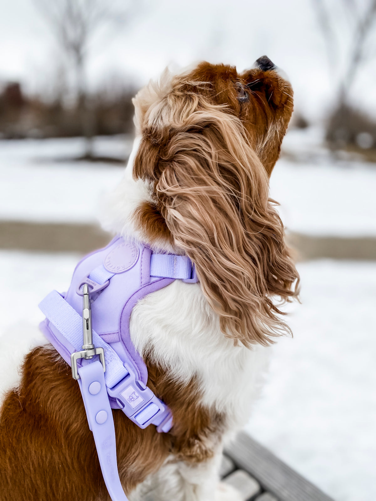 Irelia no pull dog harness best sale