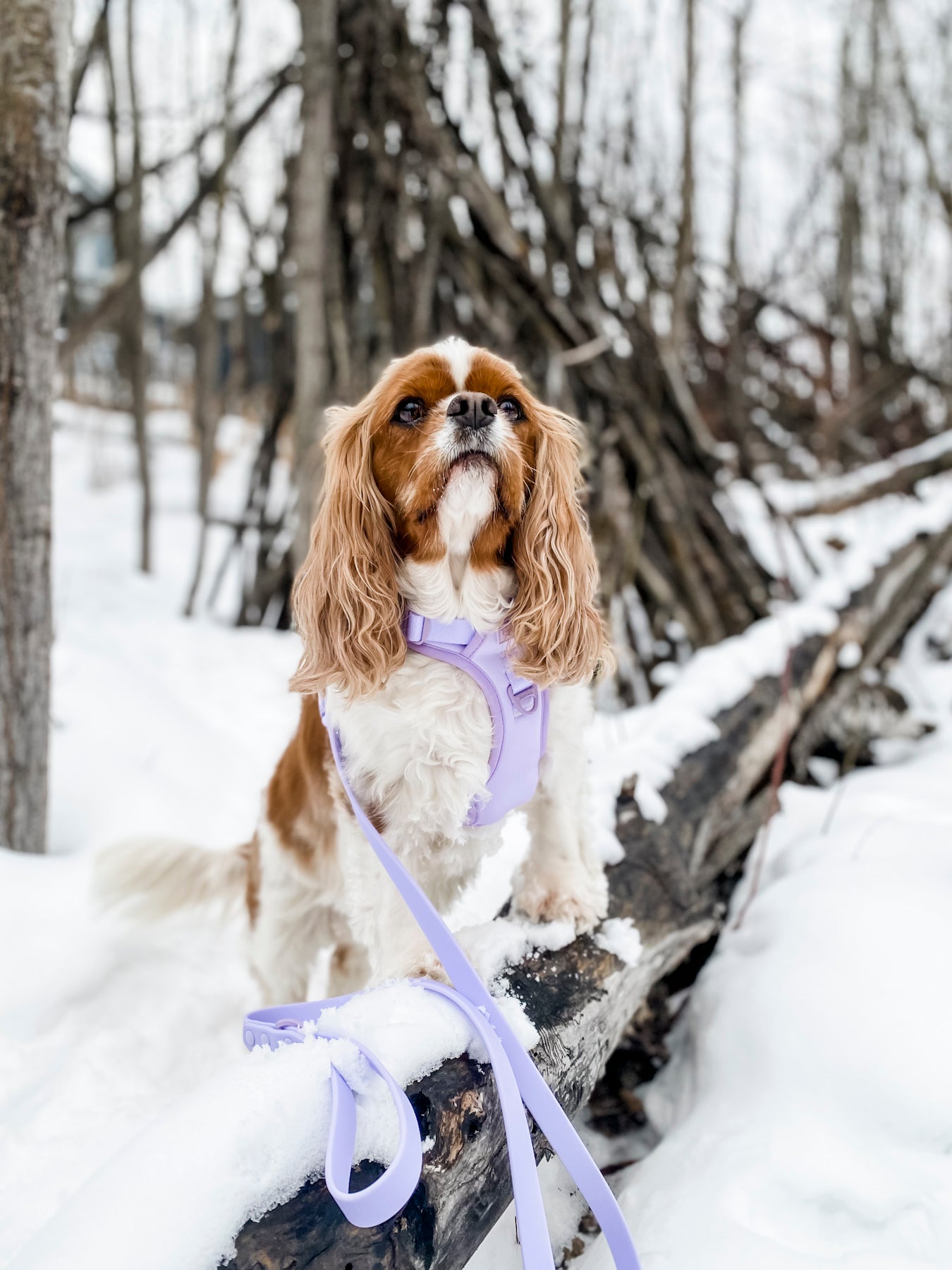 Waterproof PVC Dog Leash - Lilac