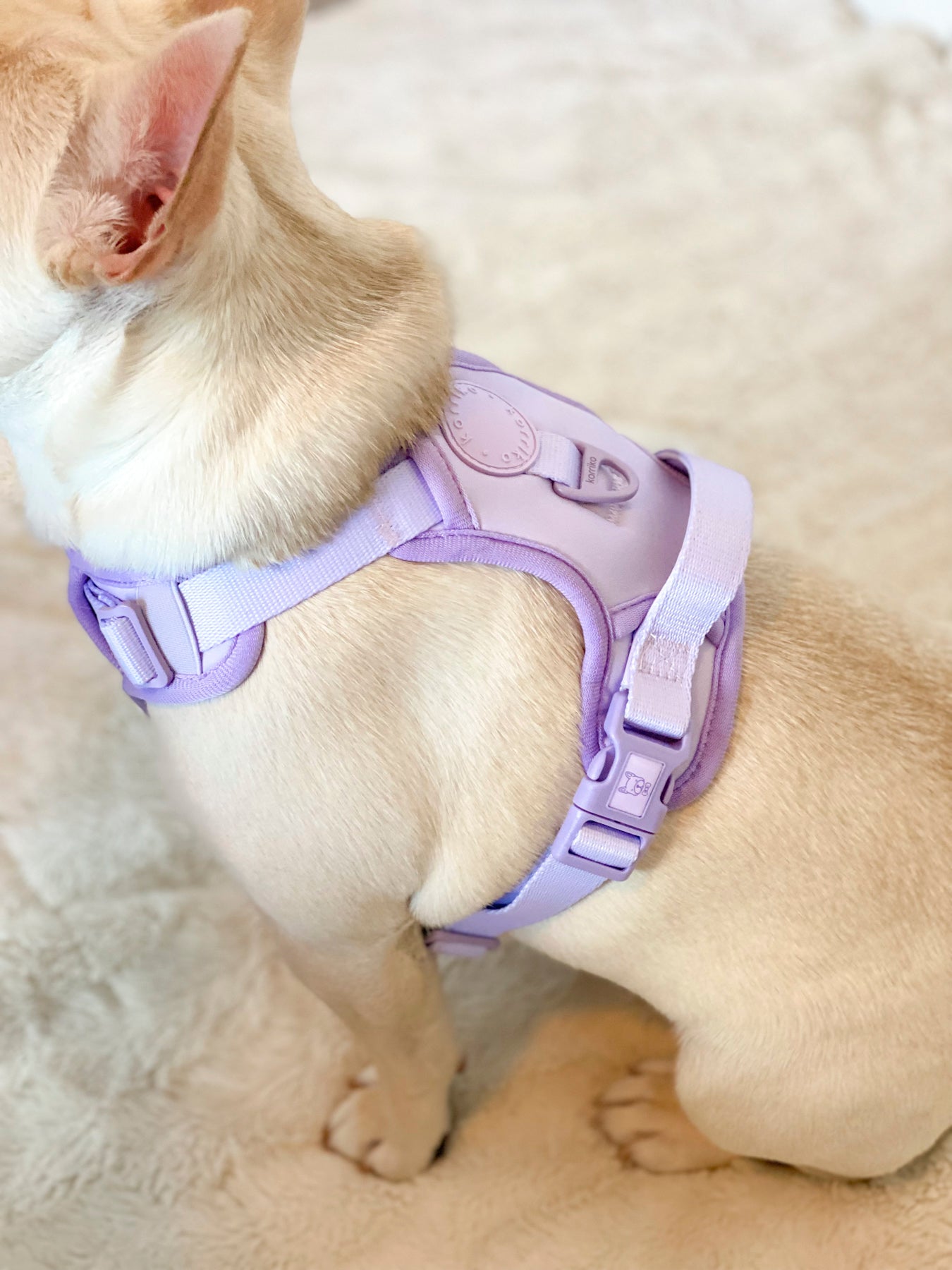 Exploration Lite No Pull Dog Harness Lilac Korriko Pet Supply