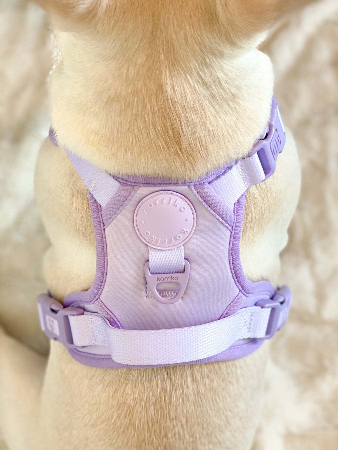 Purple dog harness and leash hotsell