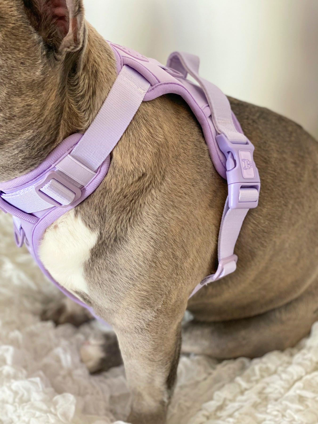 Exploration Lite No Pull Dog Harness Lilac Korriko Pet Supply