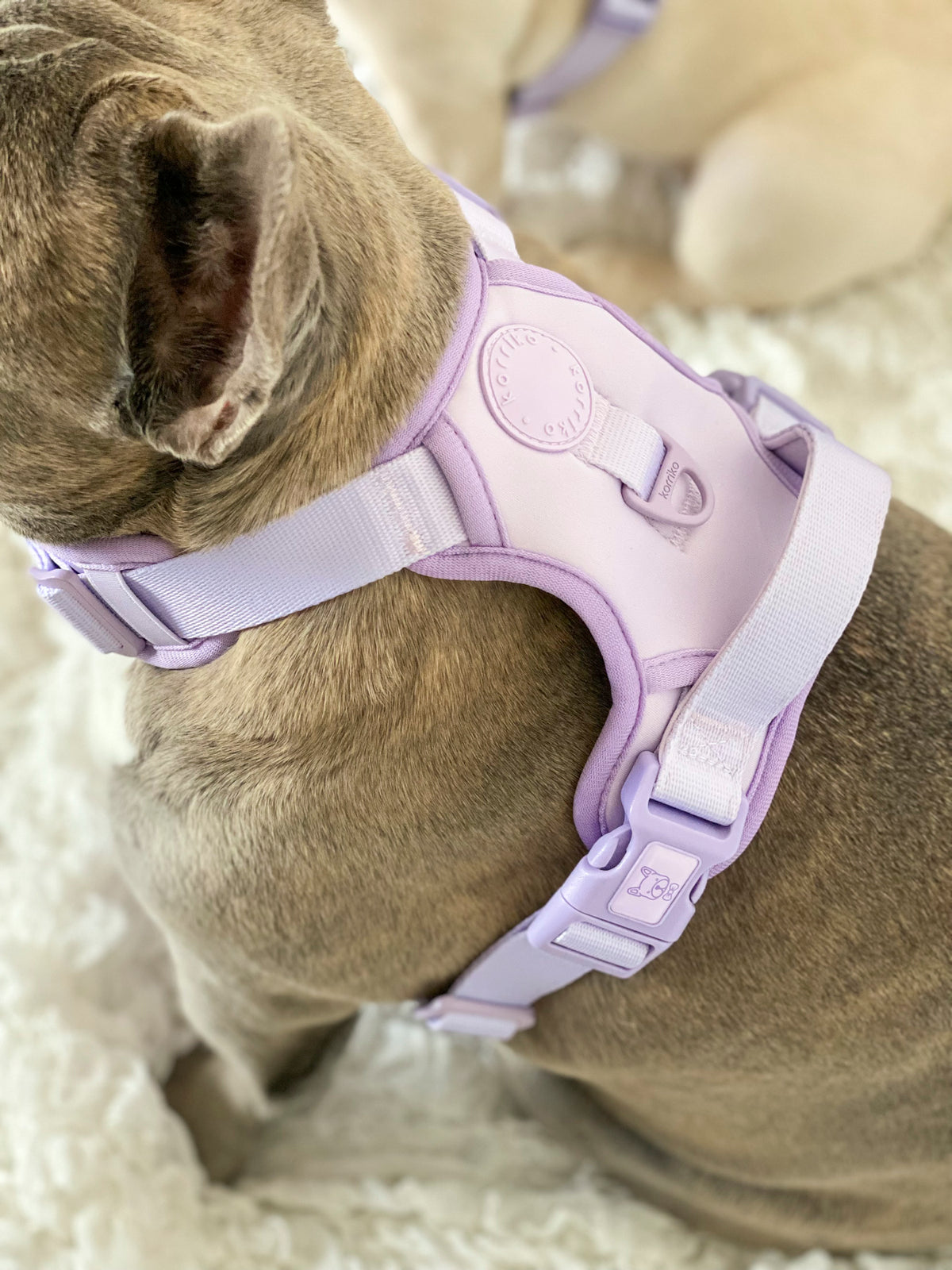 Harnesses and Leash for Puppy Angina Croci - Un chien dans le Marais