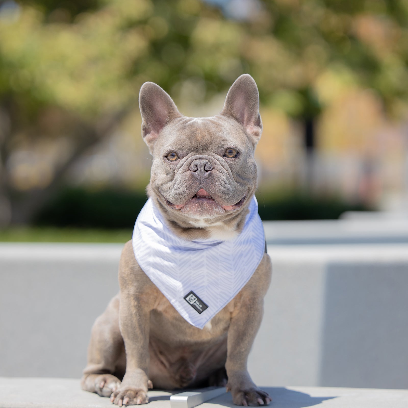 Cooling Dog Bandana - Silver Lining (BPC - SECONDS - FINAL SALE)