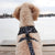 Reversible Dog Harness - Terrazzo (Final Sale)