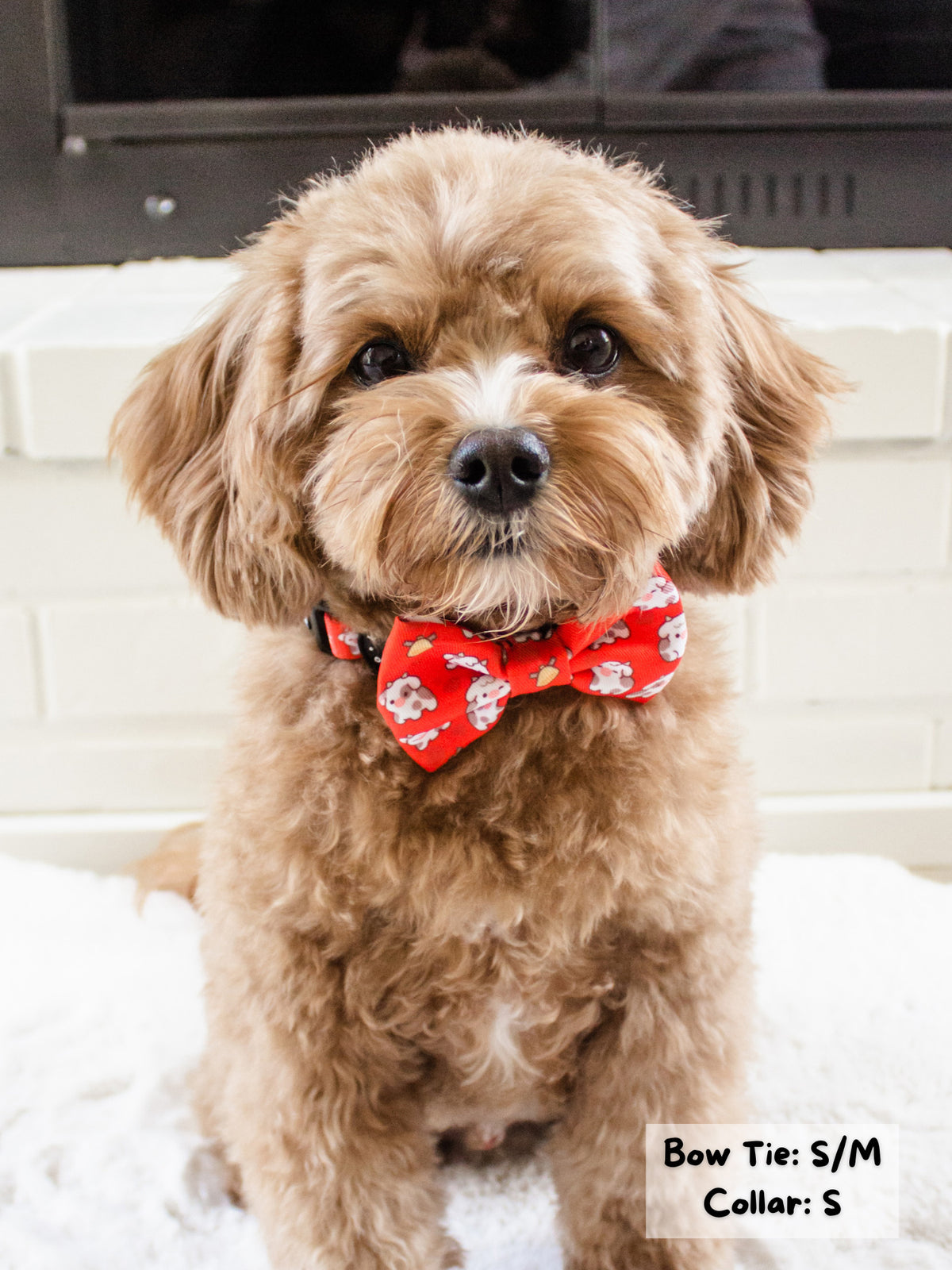 Bow 2024 tie puppy