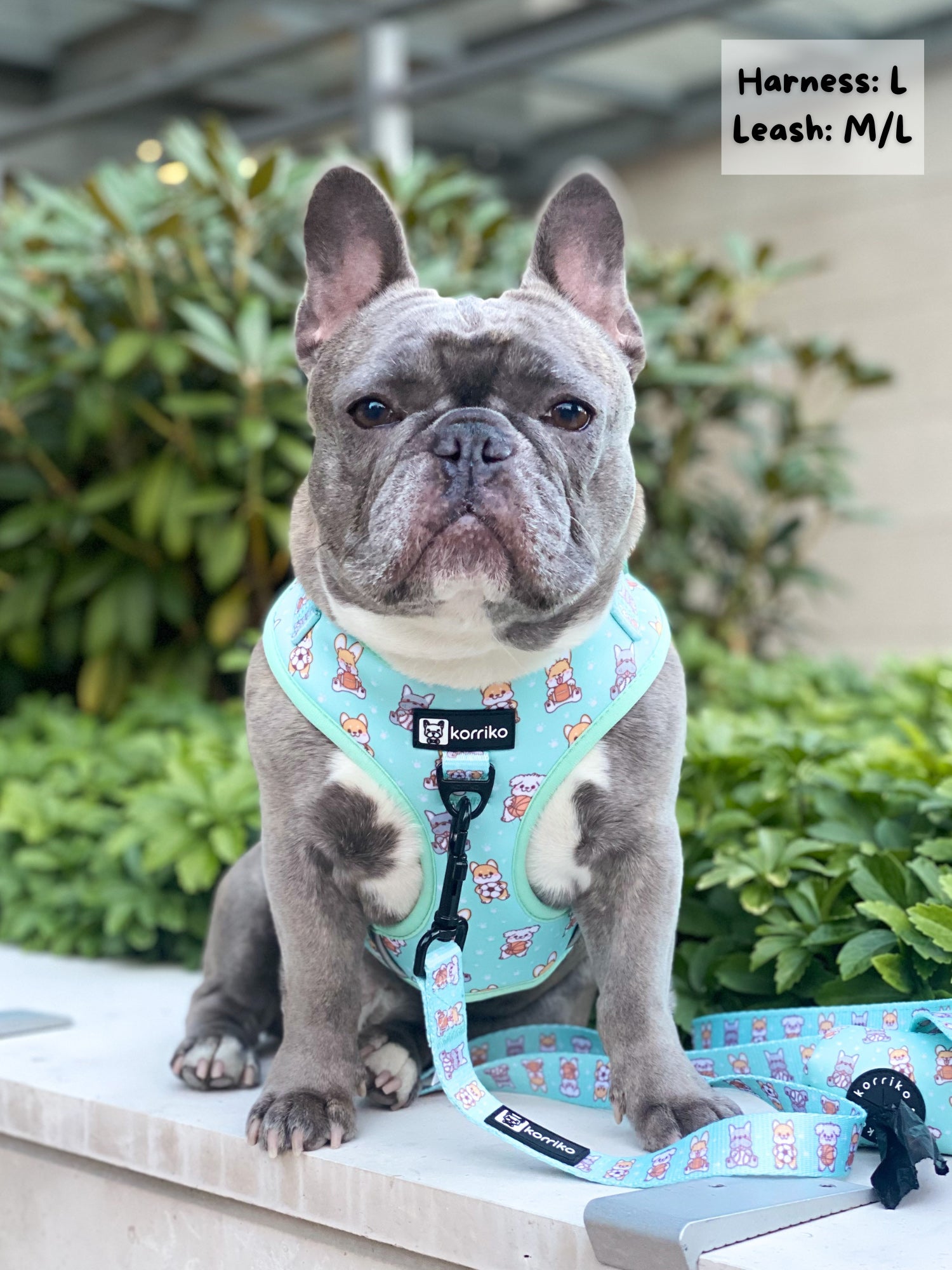 Adjustable Dog Harness - Dream Team