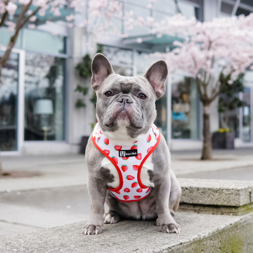 Adjustable Dog Harness - Strawberries & Cream (SECONDS - FINAL SALE)