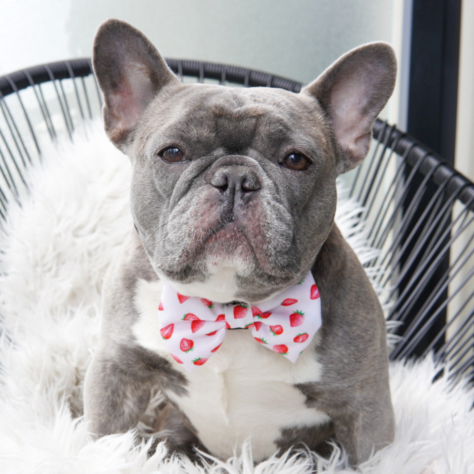 Dog Bow Tie Strawberries Cream Final Sale Korriko Pet Supply